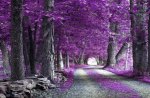 Along This Violet Pathway