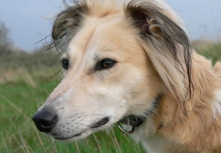 Our boy Rafi - hounds, lurchers, nature, dogs, saluki, animals