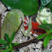 green frog falling in love with little ceramic frog