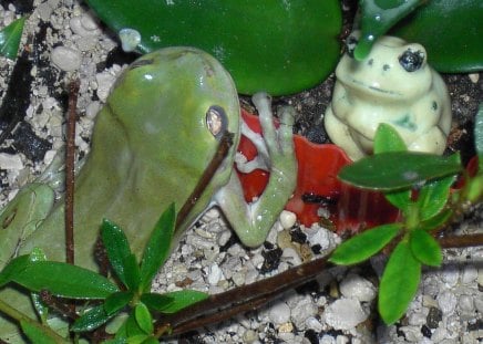 green frog falling in love with little ceramic frog - frogs, green frogs, nature, garden