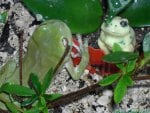 green frog falling in love with little ceramic frog