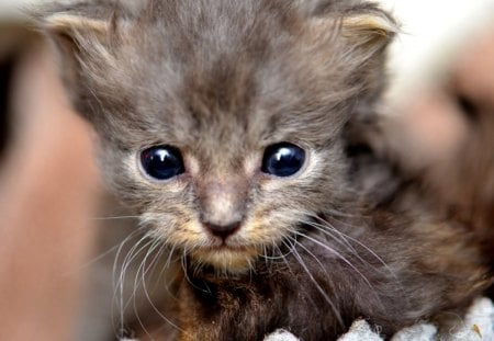 Cat - sleepy, cute, beautiful, cat, sleeping, kitty, cats, hat, cat face, paws, face, animals, pretty, beauty, sweet, kitten, lovely