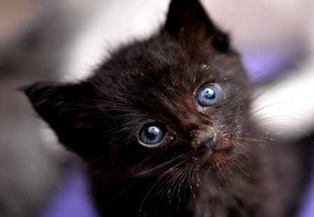 Cat - sleepy, cute, beautiful, cat, sleeping, kitty, cats, hat, cat face, paws, face, animals, pretty, beauty, sweet, kitten, lovely