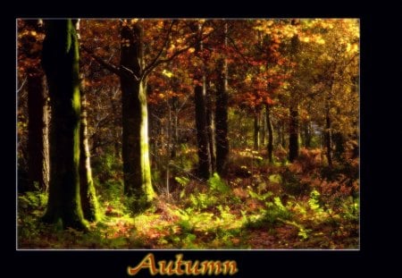 Autumns End - autumn, fall, forests, trees, woods, colorful, leaves, path