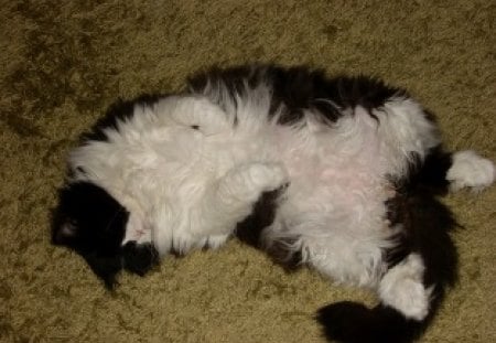 My fat cat - cute, sleep, home, cat