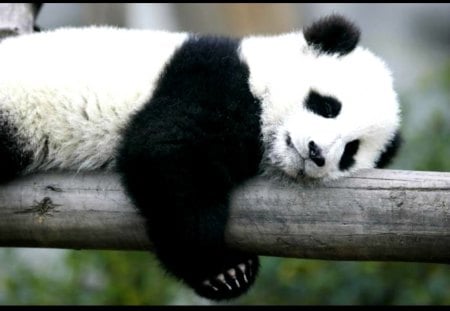 Panda napping