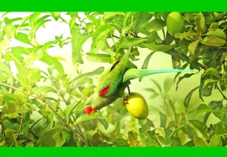 Little green parrot - bird, parrot, tree, leafs, nature, green