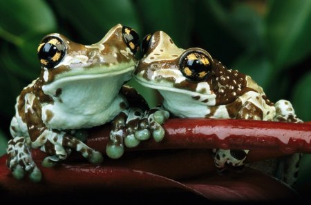 The Couple - funny, animals, nature, frogs