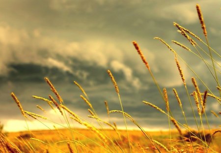 wheat stalks in focus - wheat, clouds, focus, stalks, fields