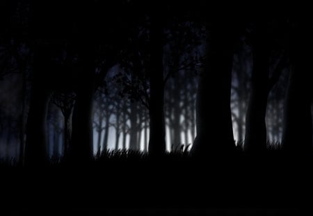 Forest - dark, forest, trees, light