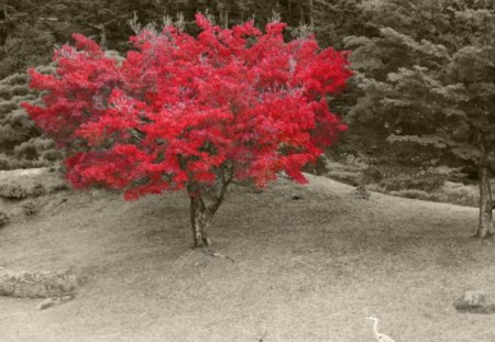 lone red maple - gray scale, tree, forest, red