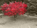 lone red maple