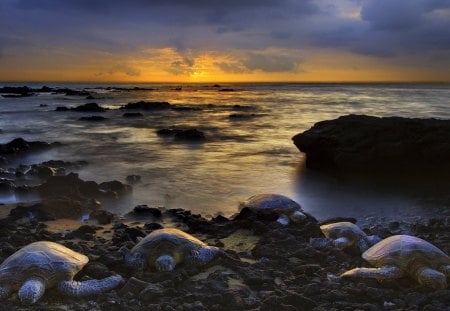 tortoises coming in on rocky shore - shore, sunset, tortoises, sea, rocky