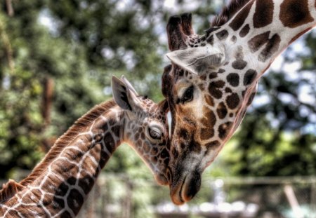 TENDERNESS - moms and kids, giraffe, mothering, africa, love, wildlife