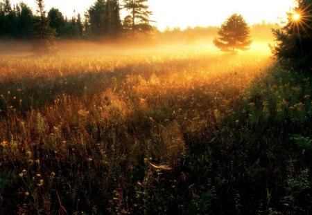 heavenly light over field of wildflowers - flowers, sun rays, field, sunset