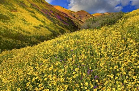 wildflowers on hillsides - flowers, gorge, hills, clouds