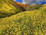 wildflowers on hillsides