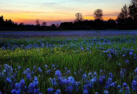 beautiful lavender flowers field - flower, flowers, field, sundown, trees, blue, grass