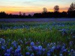 beautiful lavender flowers field