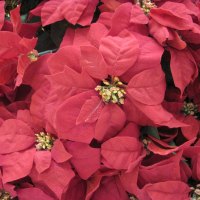 Red poinsettias are a great Christmas gift