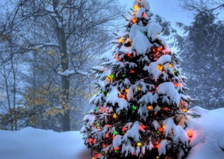 CHRISTMAS TREE - trees, forests, snow, noel, seasons, winter, lights