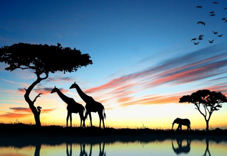 Giraffes in Wild - beautiful, giraffes, in wild, picture