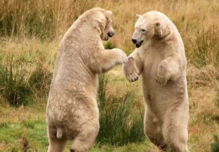 Round one!  FIGHT!!! - round, fight, bear, one, polar