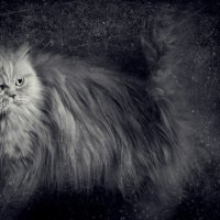 Persian Cat