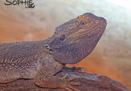 bearded dragon - reptiles, animals, photographys, bearded dragon, dragon