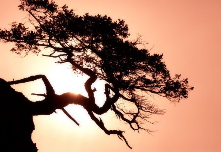 wondrous lone tree on a mountain slope - slope, tree, mountain, sun