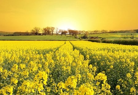 gorgeous sun on a yellow field - flowers, yellow, fields, sun, farms