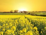 gorgeous sun on a yellow field