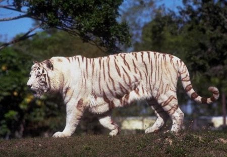 big cat - cat, white, big, tiger