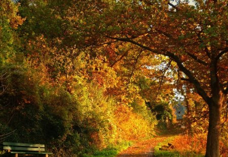 way between the autumn forest - between, autumn, forest, way