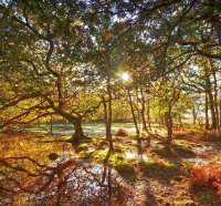 the sun through the trees