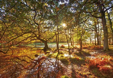 the sun through the trees - trees, through, sun