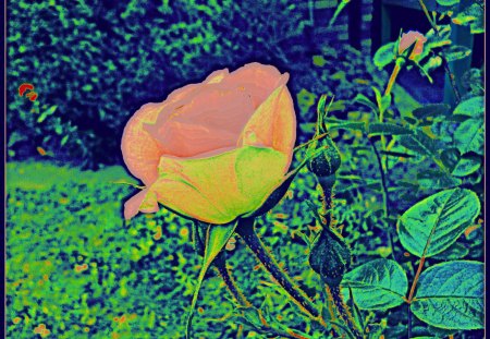 My rose - rose, pink, yellow, abstract, blue, green