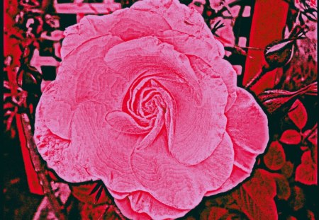 Blushing Pink Rose - abstract, garden, red, rose, pink