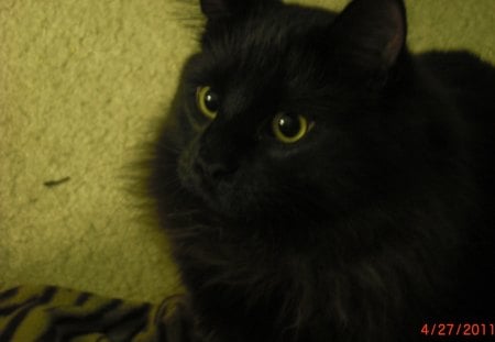 My Black Cat