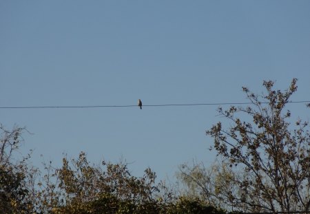 The Lone Bird - bird on a wire, sky, trees, wire, bird