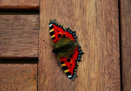 Beautiful Butterfly - butterfly, insect, animal, wall