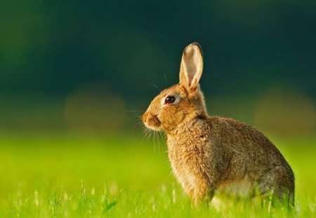 Alert Rabbit - field, rabbit, animal, grass