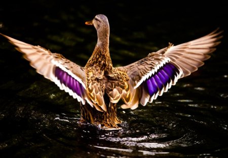 Duck Takes Flight - duck, flight, takes, wild