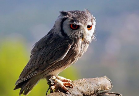 owl - owl, bird, wild