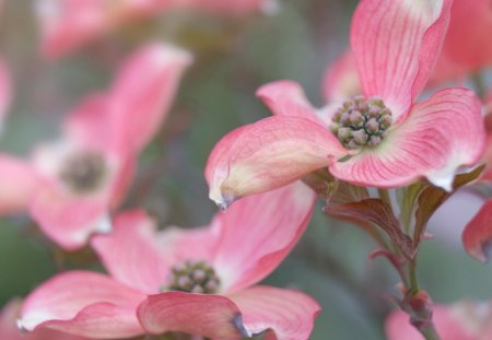 Pink Dogwood Tree