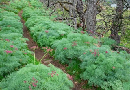 Forest of Flowering Plants - trees, forest, flower, rows, daylight, nature, land, plants, dirt, day