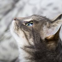 kitty alert