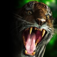 very angry tiger