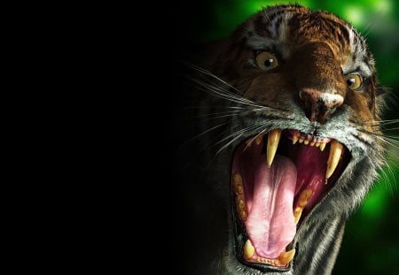 very angry tiger - angry, tiger, cats, very