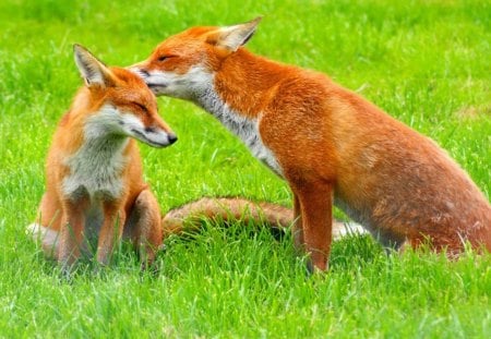 foxes - fox, foxes, red, wild